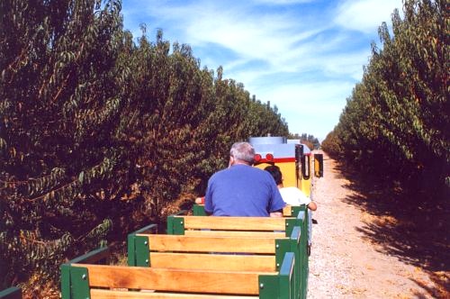 Peach Orchard