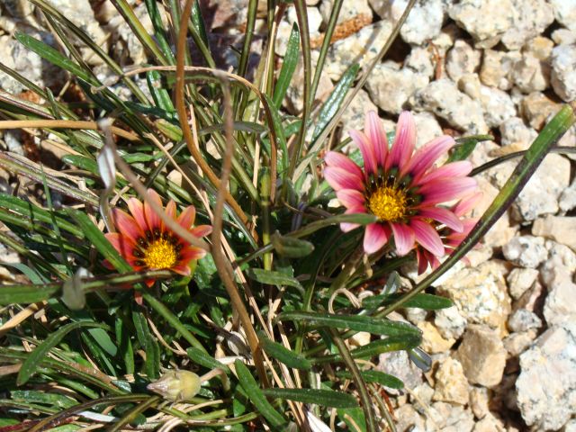 Desert Blooms