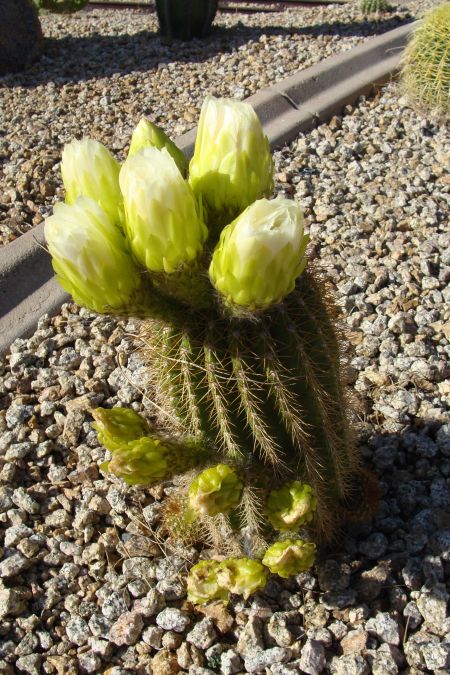 Cactus
