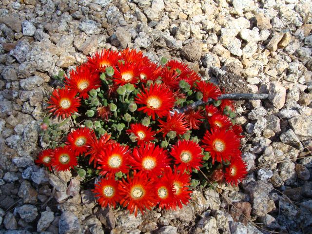 Springtime Flowers