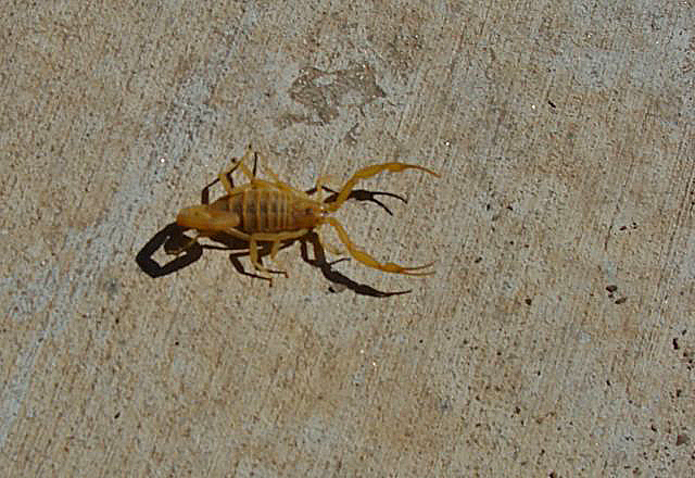 Scorpion