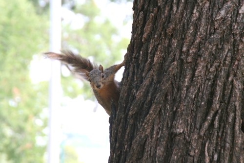 Squirrel