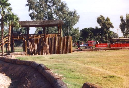 Giraffe Feeding Station