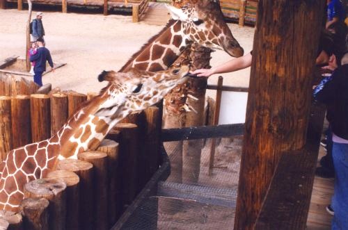 Giraffes