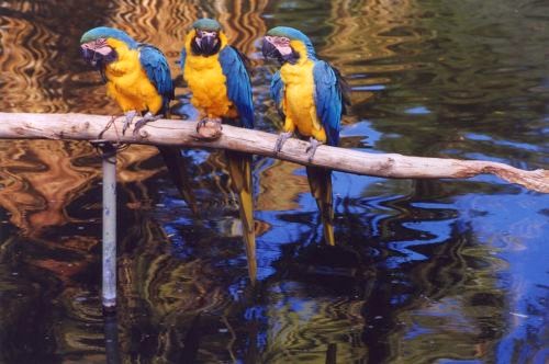 Parrots